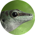GeckoLinux Logo
